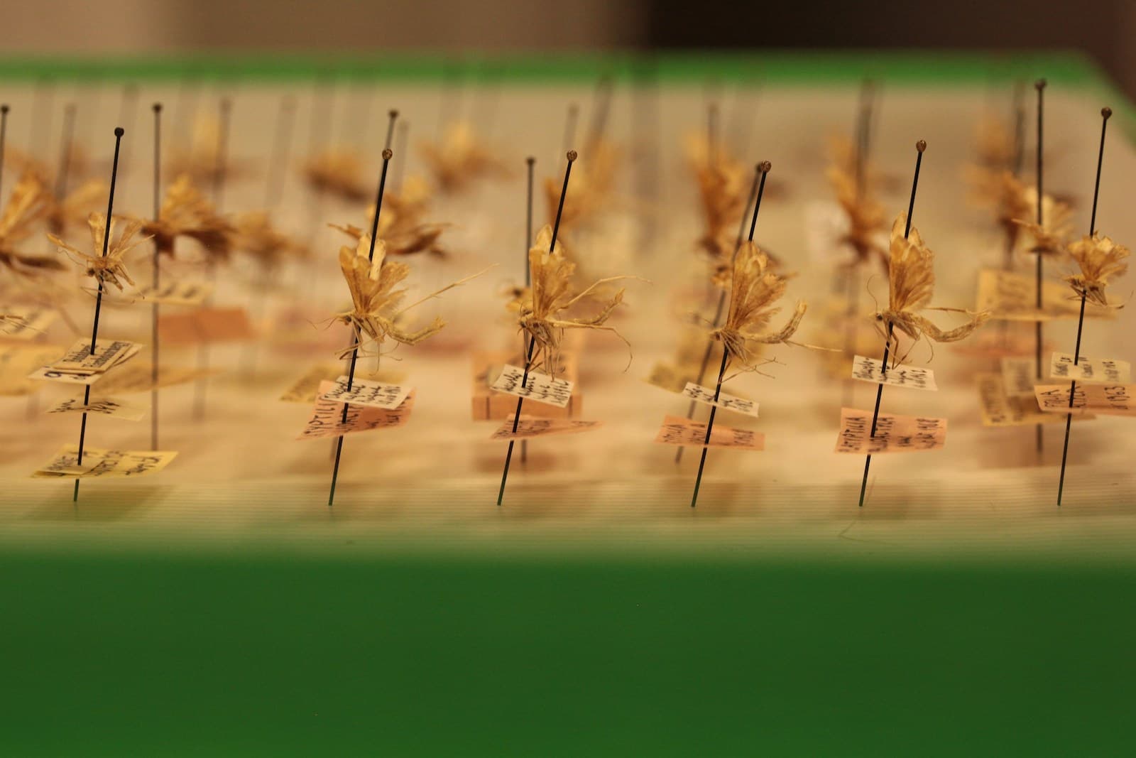 Acupuncture for Monroe, NC patients